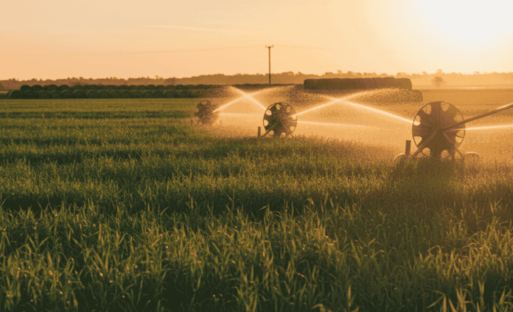Lucerne and hay field with irrigation system